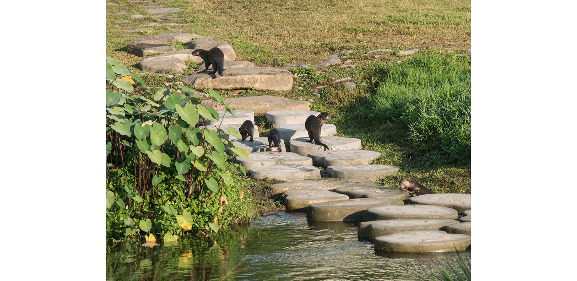 Otters