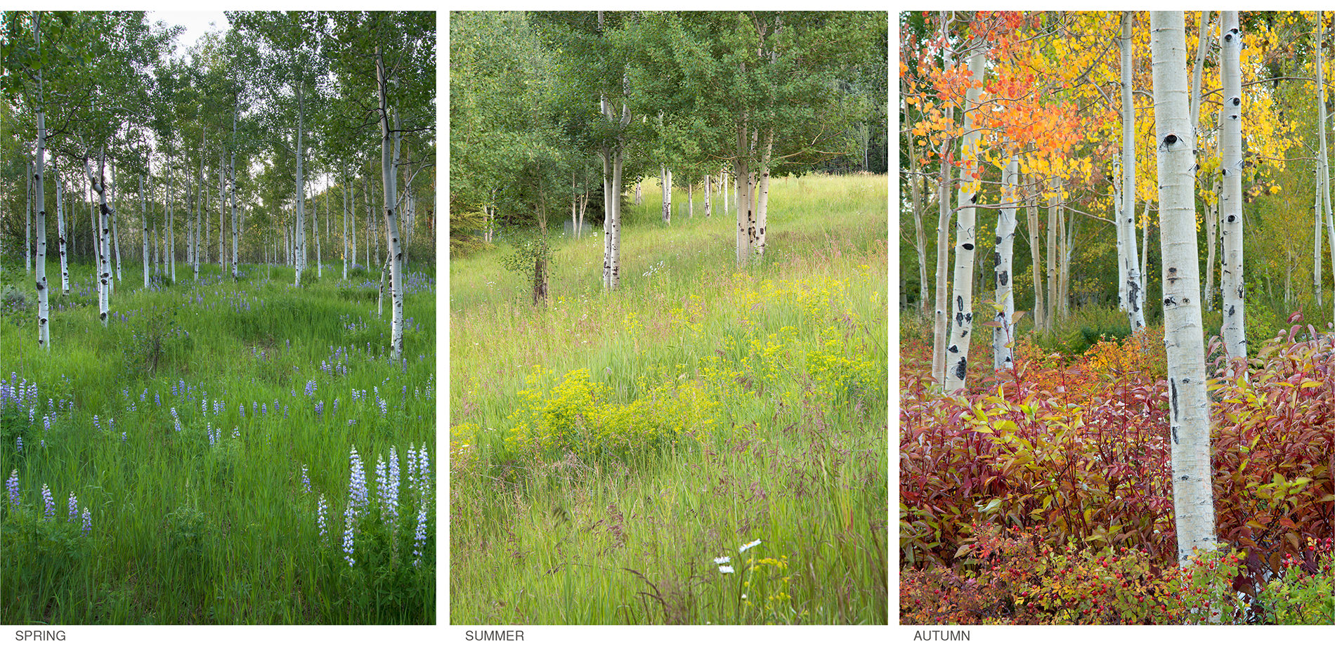 Meadow During Spring, Summer, and Autumn