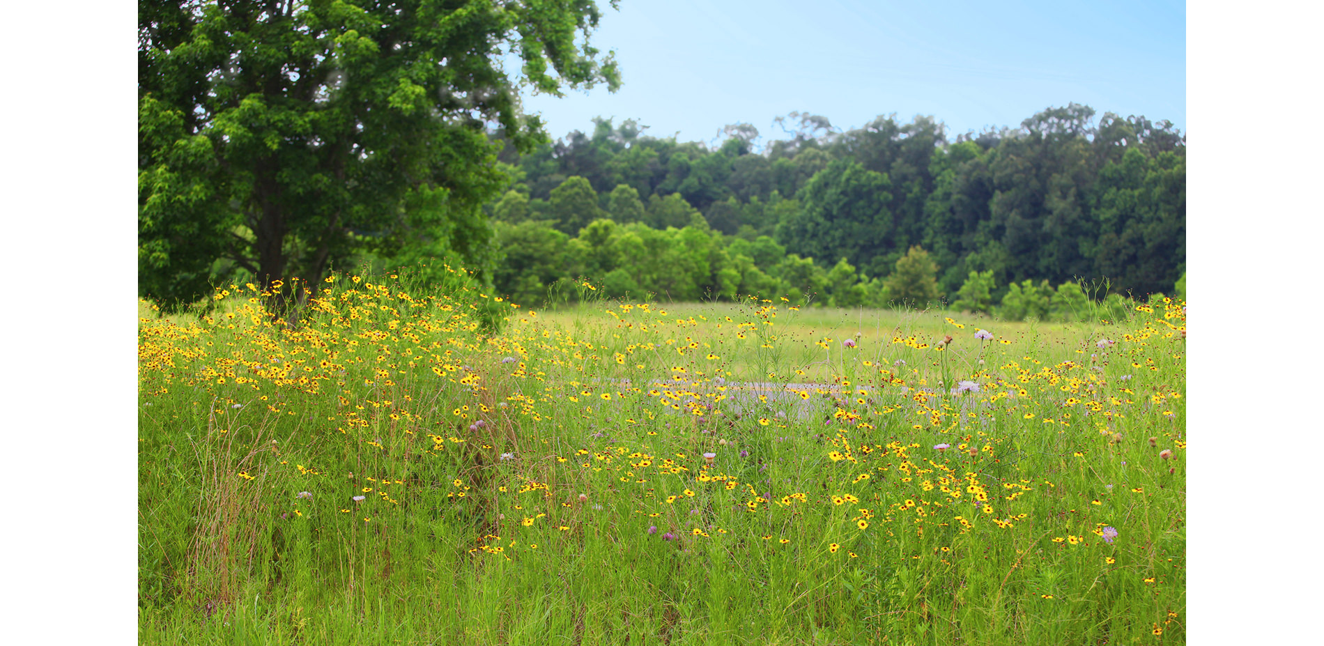 Wildflowers and Meadow Grasses