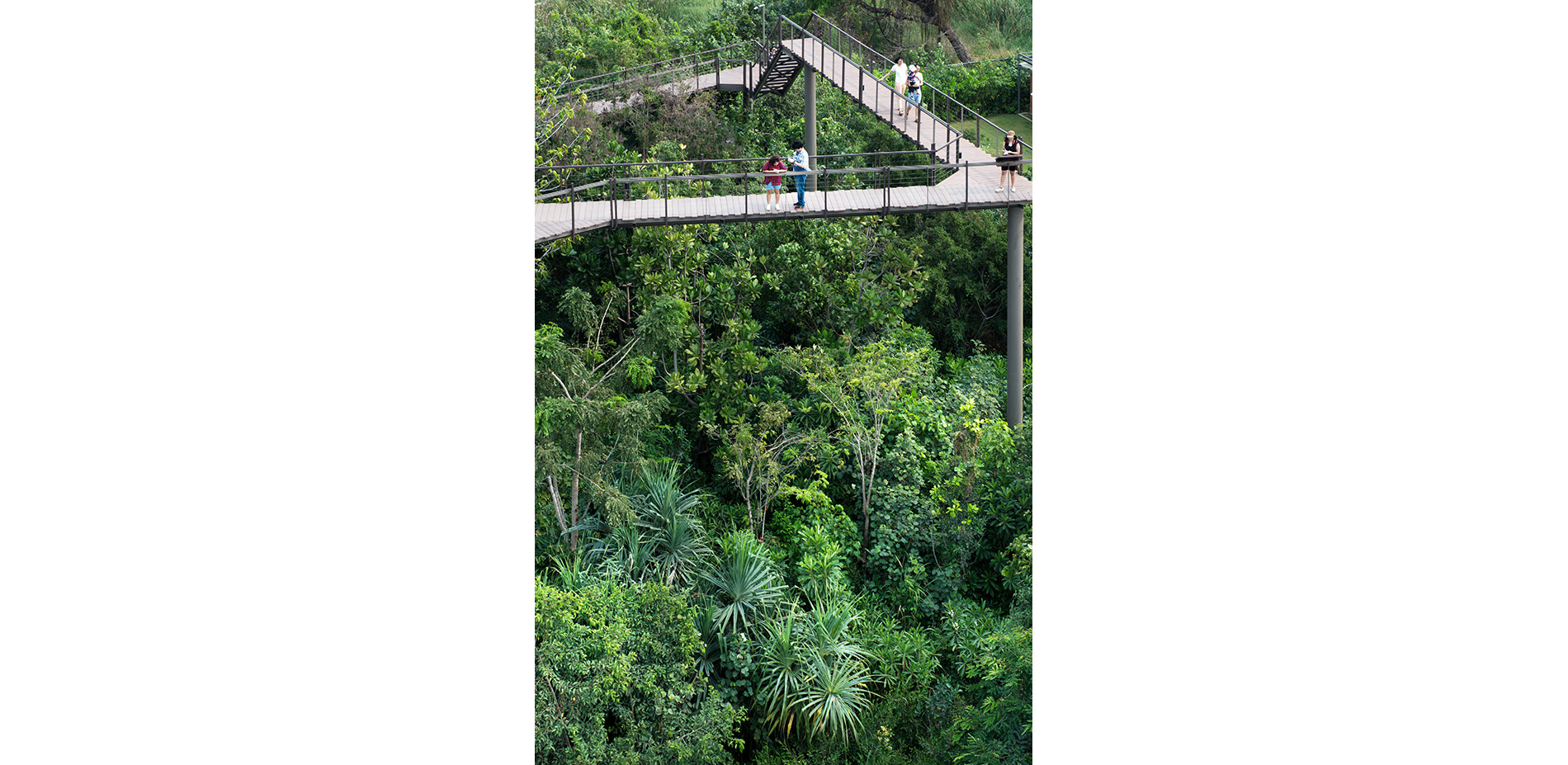 Visitors on Walkway Above the Tree Canopy