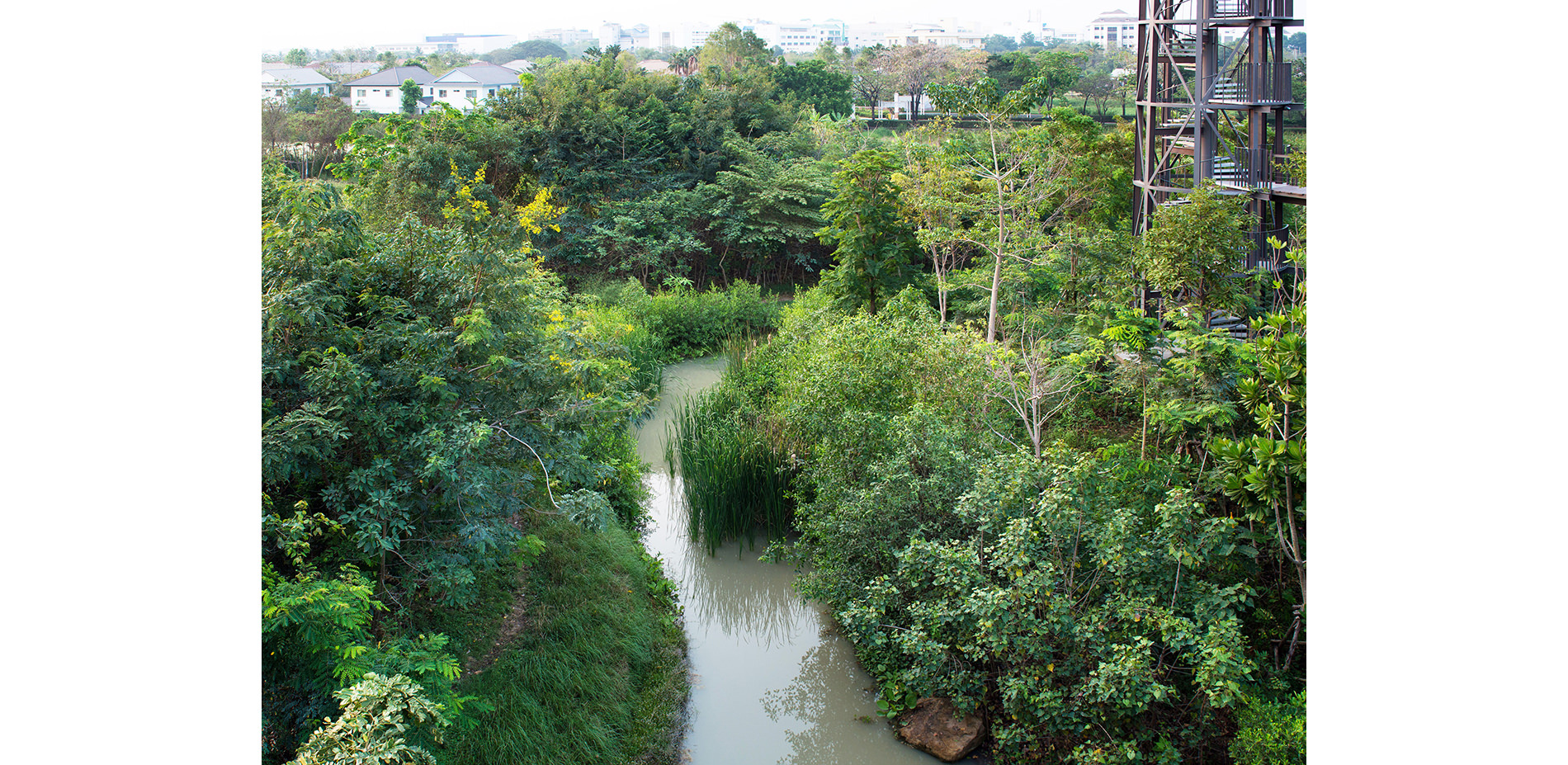 Canopy Screening Out the Surrounding Suburban Development