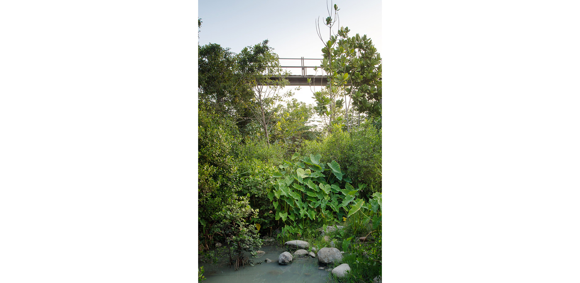 Plants Growing in Brackish Water