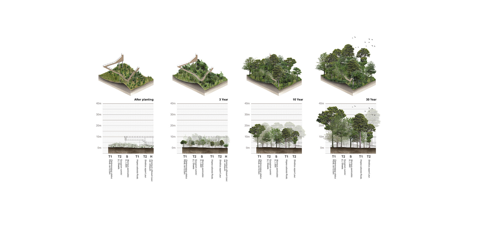 Depiction of Sapling Growth Over Time