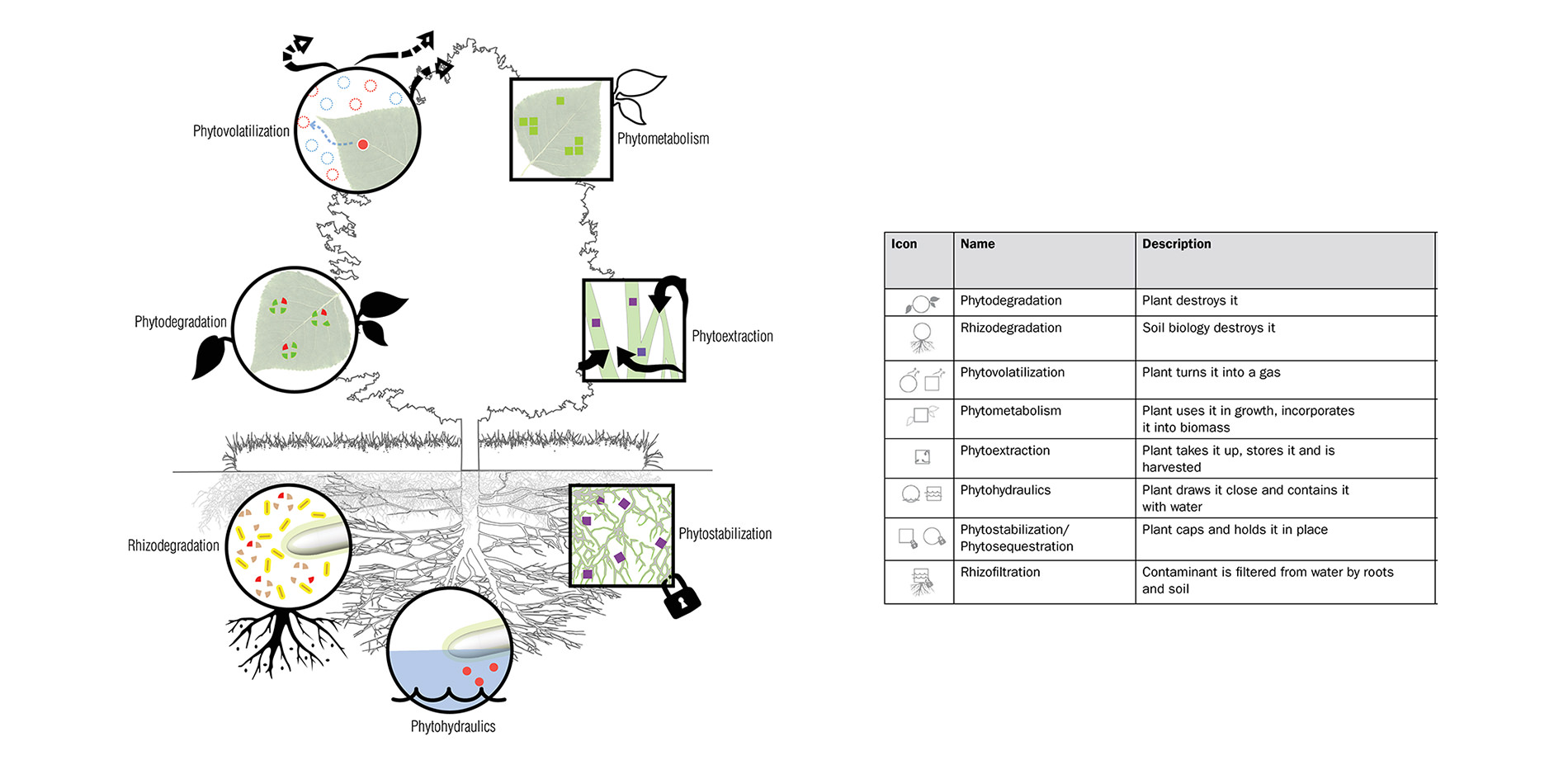 Phytotechnology Mechanisms Summary Diagram