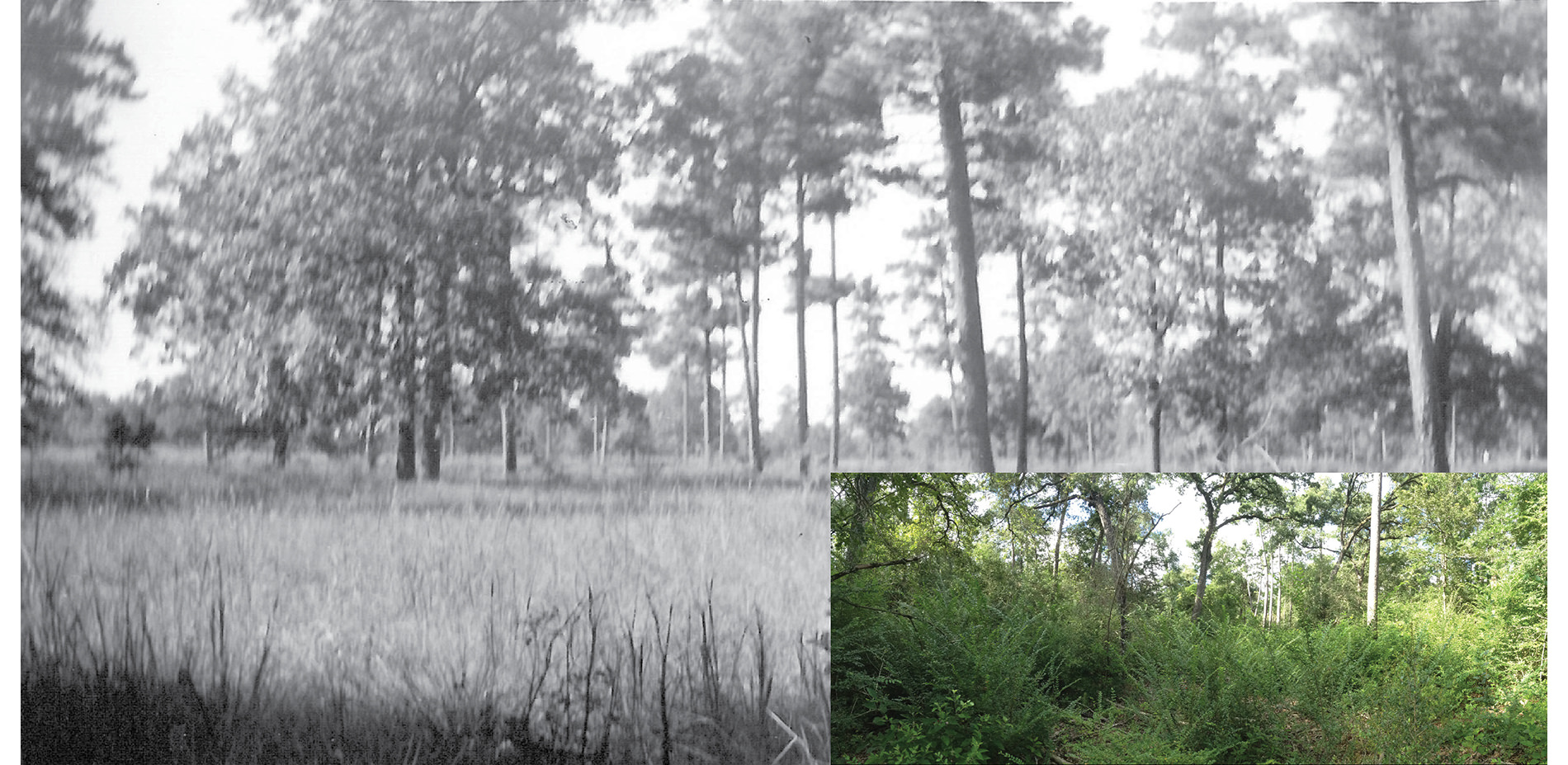 1938 Photo by Marguerite Key Fitzgerald of Open Grass Landscape