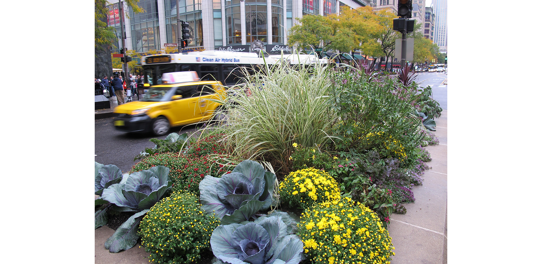 Michigan Avenue Streetscape: 20 Years of Magnificent Mile Blooms