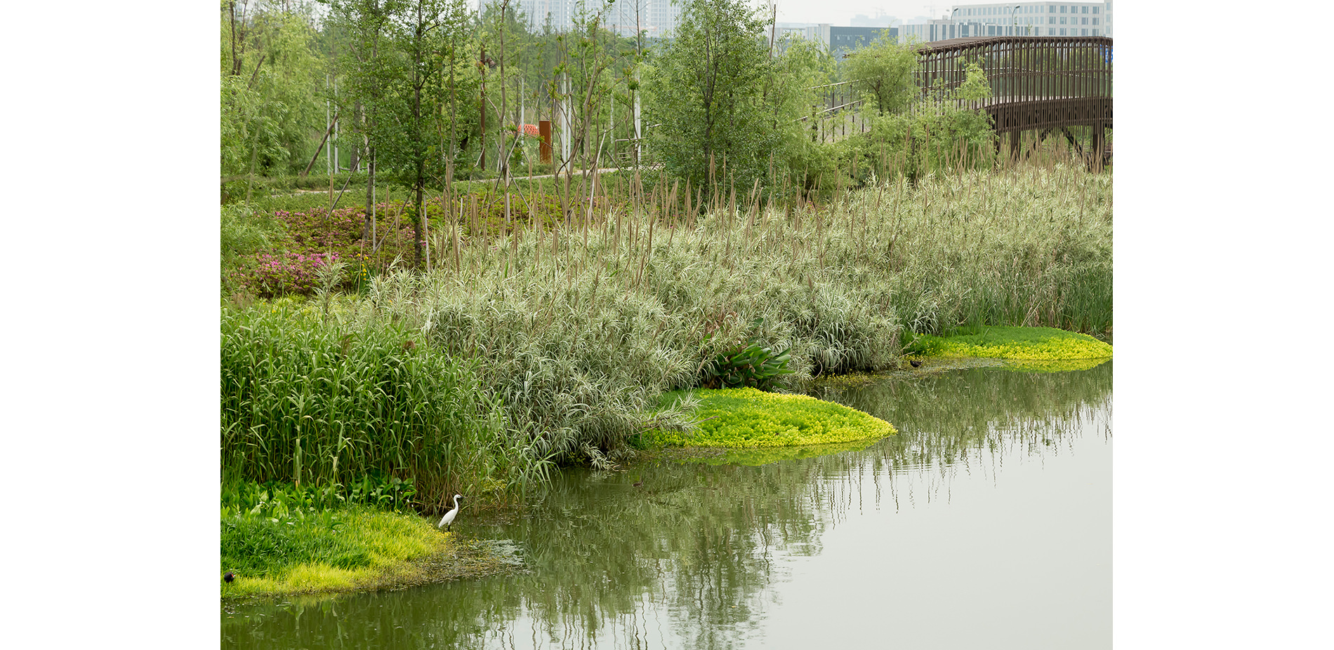 Bird at Waters Edge