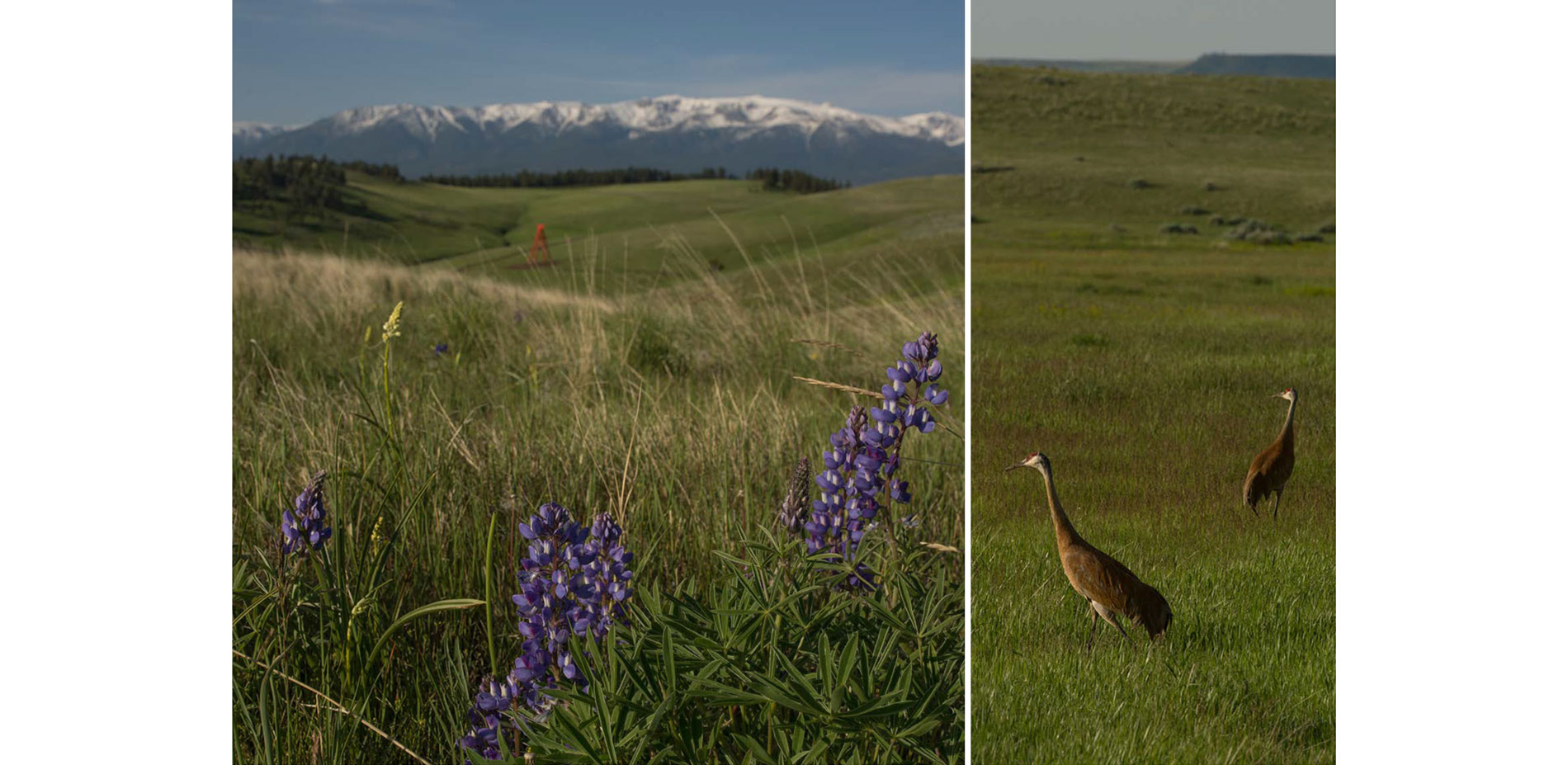 The dynamic ecotone is wind-swept, scarred by fire, and marked by extreme temperature fluctuations. Early blooming forbs and grasses attract
                an array …