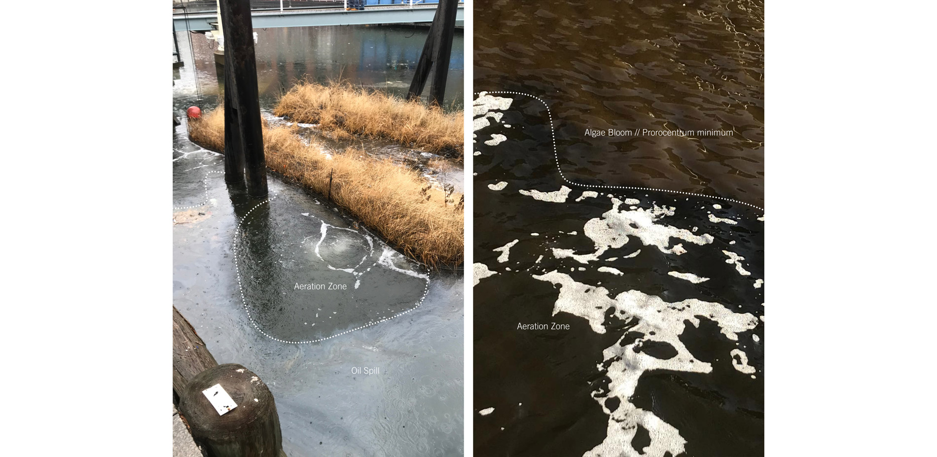 Quickly after implementation the scientist at the National Aquarium found a diversity of biofilms attracted to the floating wetland. Their presence is…