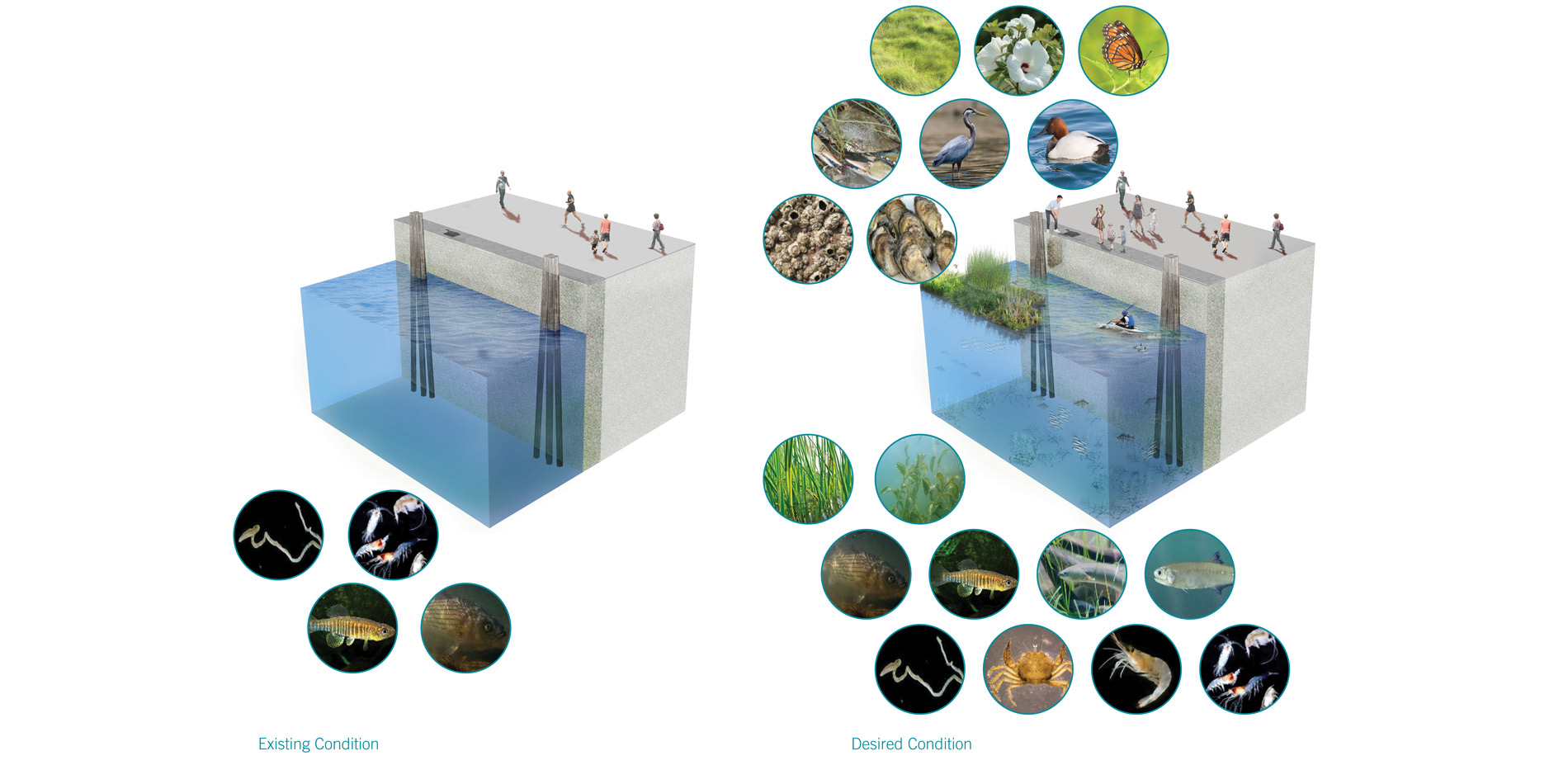 Harbor species diversity has diminished over time as the availability of nutrients decreased and harmful industrial chemicals have gone untreated. Cou…