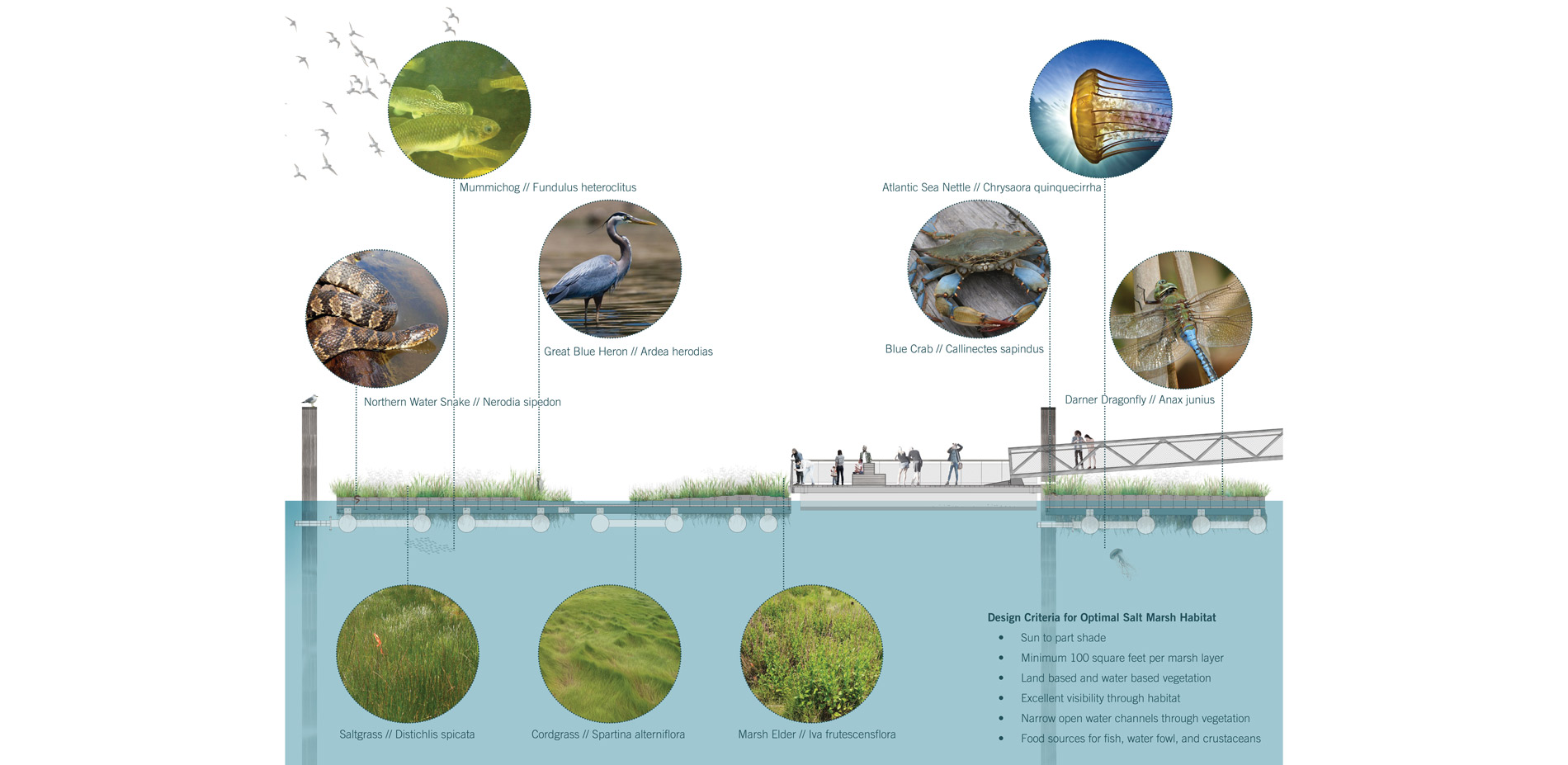 The research team worked with the National Aquarium to define performance goals for the long-term wetland plan that informed the design criteria for a…