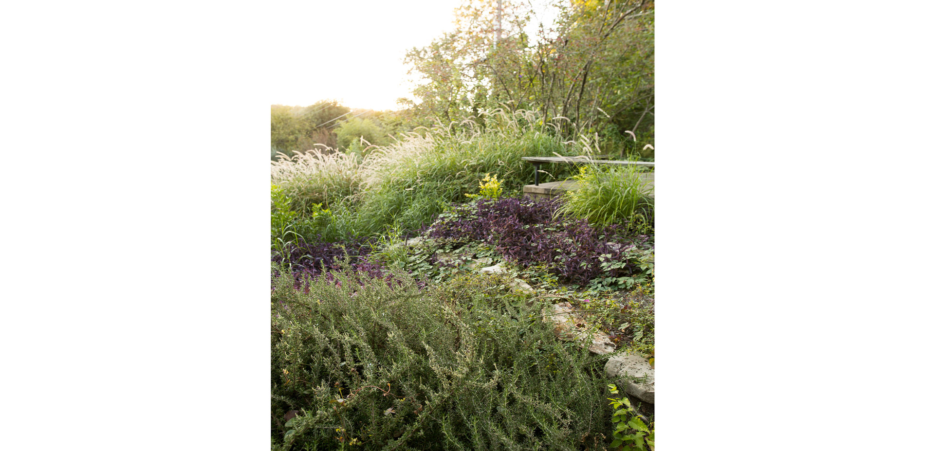 Existing plants on the hillside, such as rosemary and purple heart, were edited and allowed to remain among the new Texas native plants.…