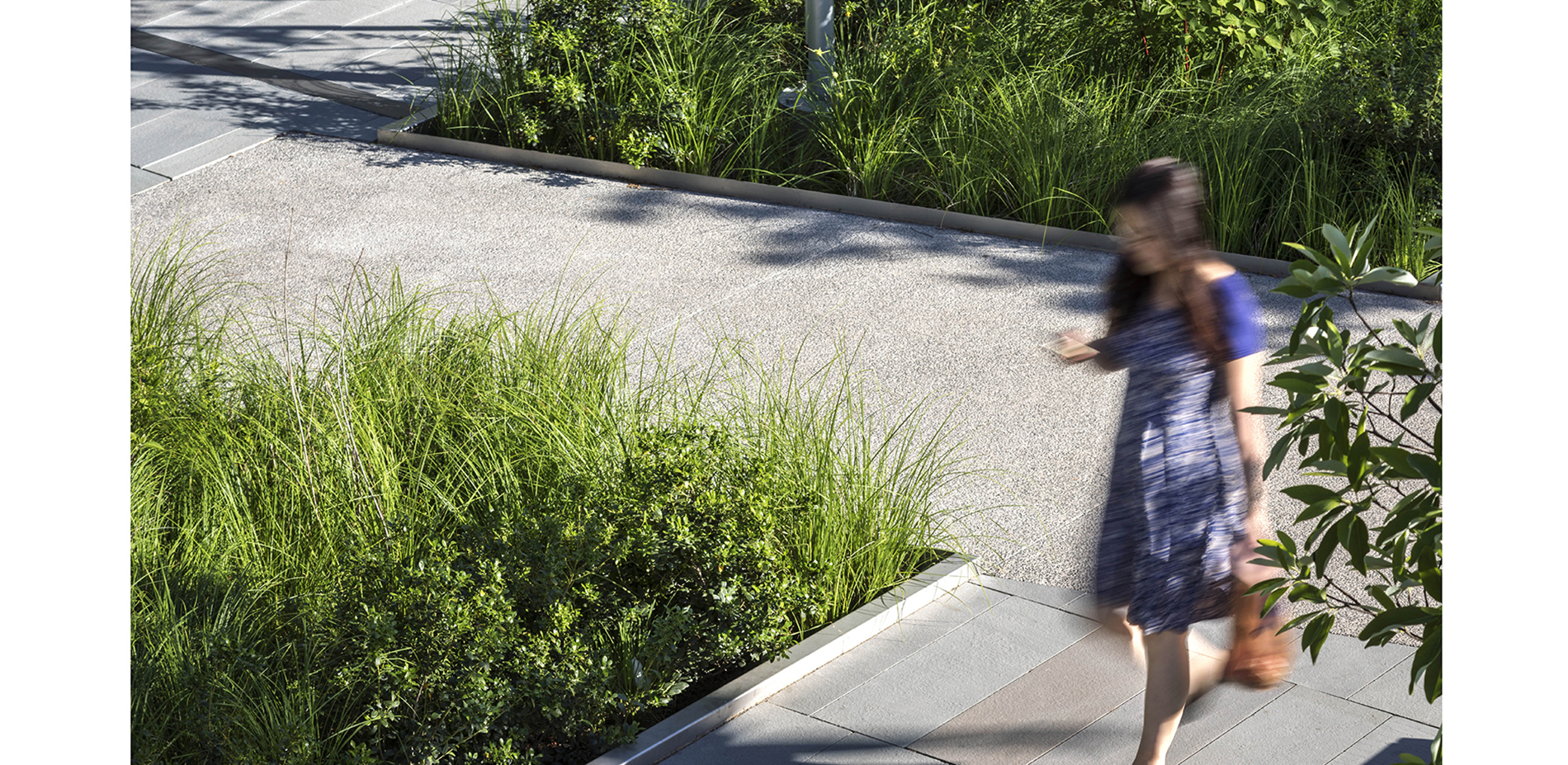 Rain gardens are integrated into the plaza, treating rainwater from surrounding buildings and feeding large below-grade cisterns for reuse.…