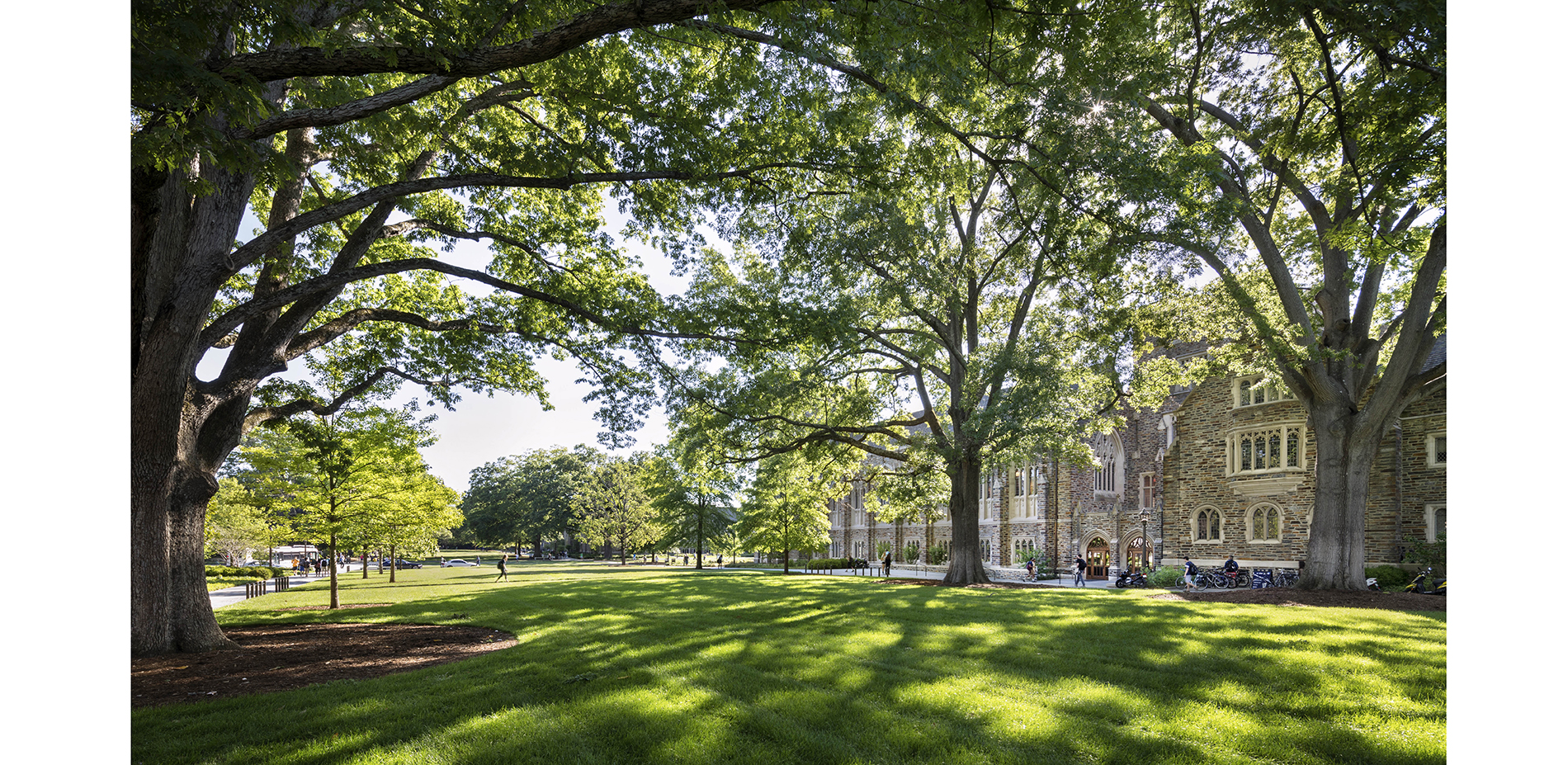 The character-defining Oaks of Abele Quad were in decline. Healthy soils, subtle re-grading, and improved drainage renew the lawn and invigorate the t…