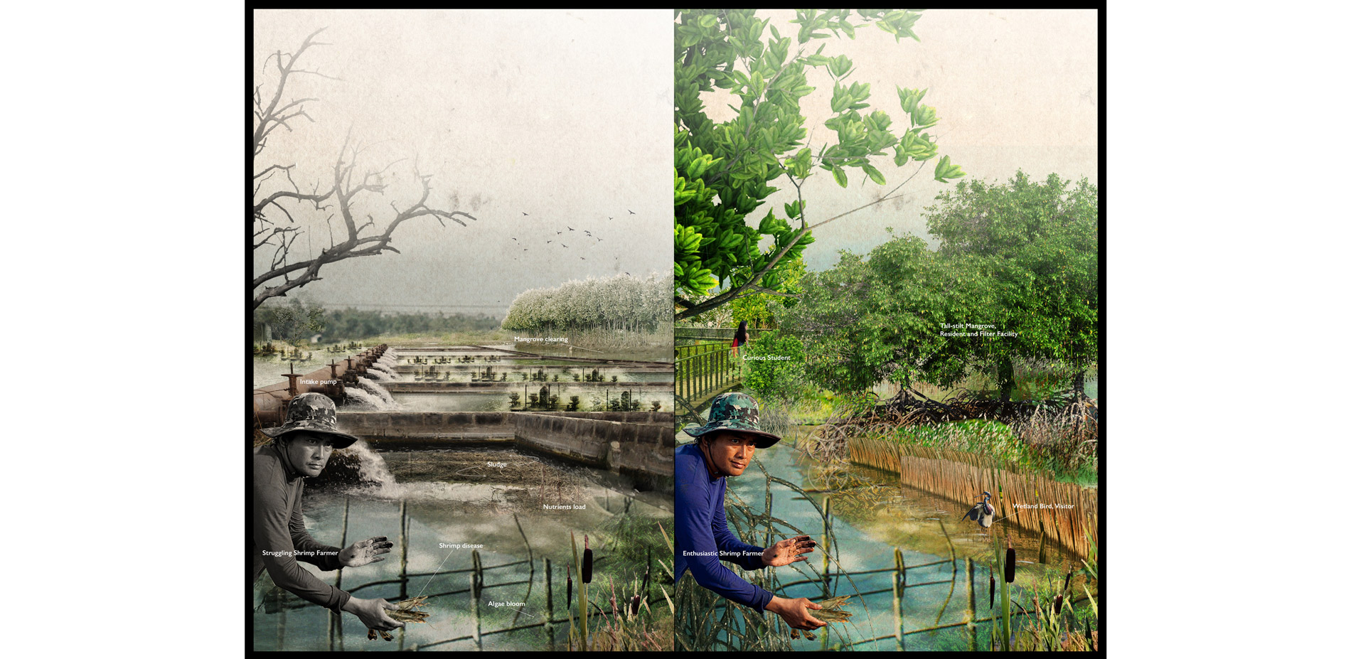 The rendering shows a before-after scene of the early phase integrated farm which will perform synergistically to the mangrove forest to create a heal…