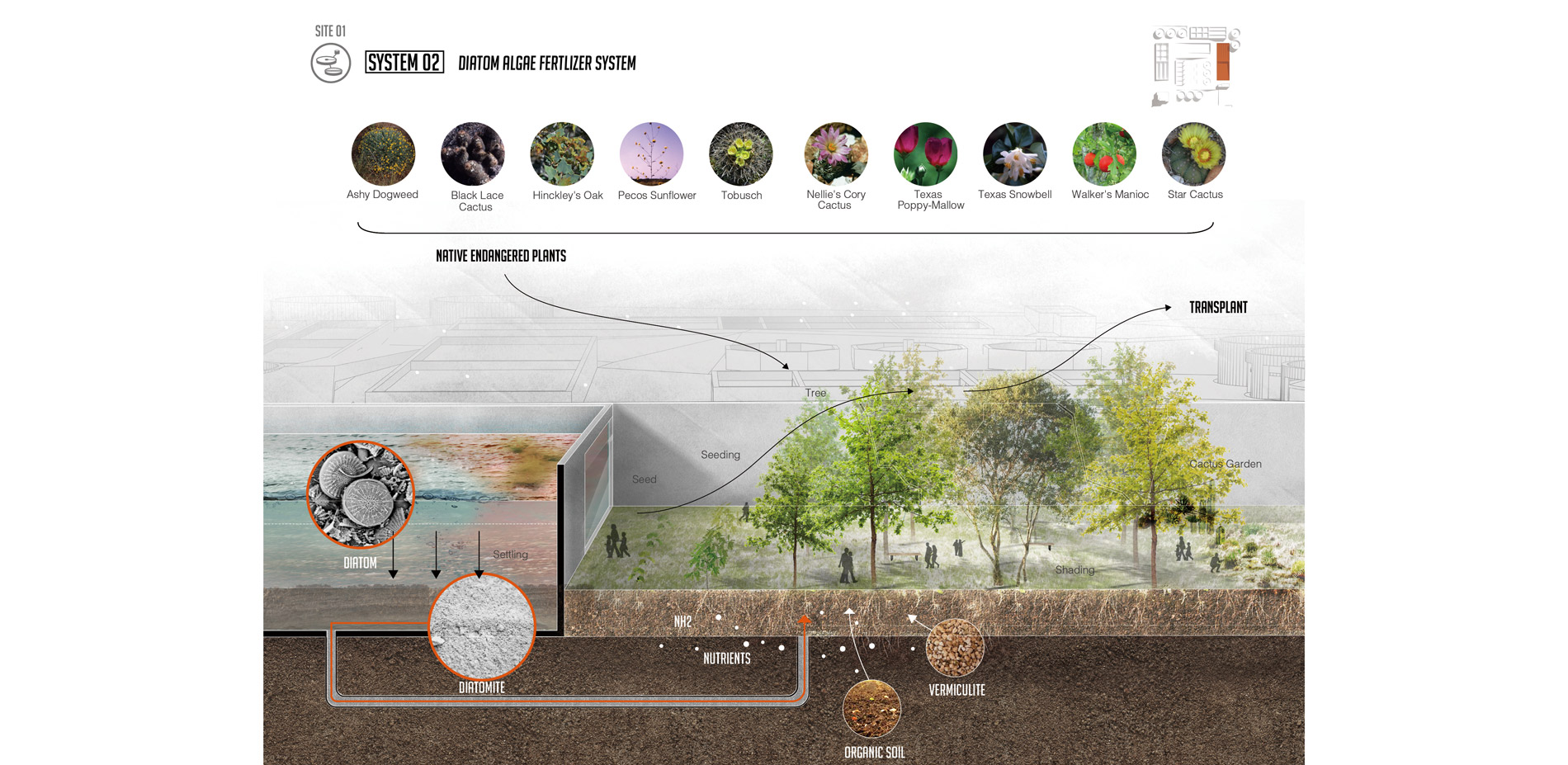 Diagram showing the introduction of Diatom Algaem and how it is transferred to Diatomite that help grow the vegetation in the site.…