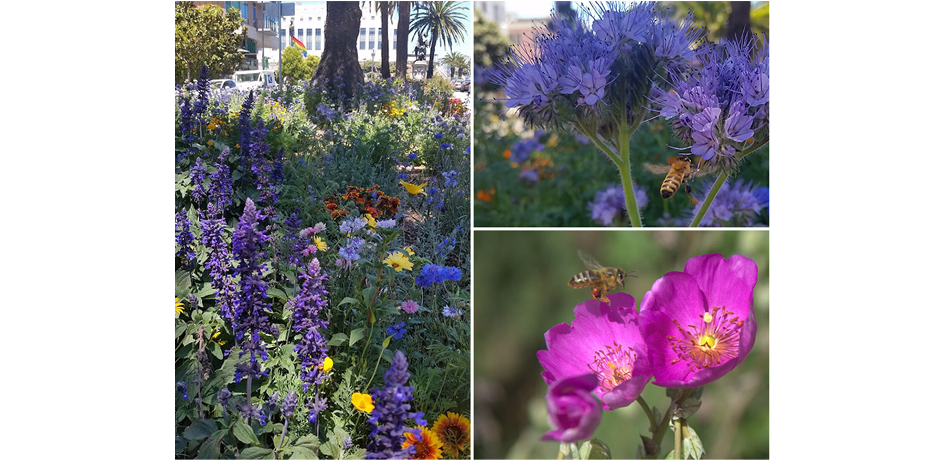 Seeing the medians transform within one year from dried, unused grass into vibrant blooming islands filled with pollinators has enlivened the neighbor…