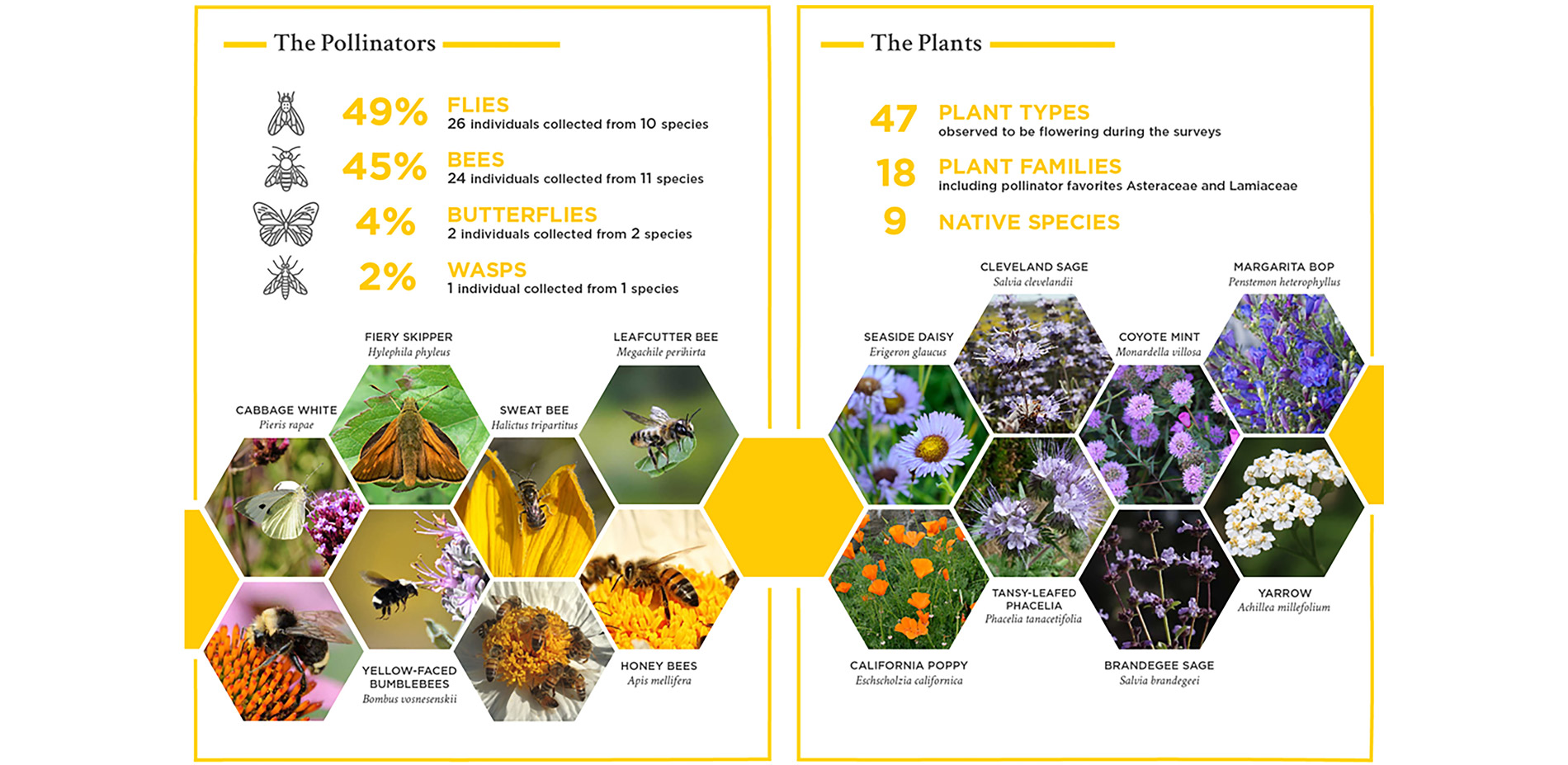 A full report based on field testing by a UC Berkeley entomologist shed light on the performance of the pollinator gardens and found significantly hig…
