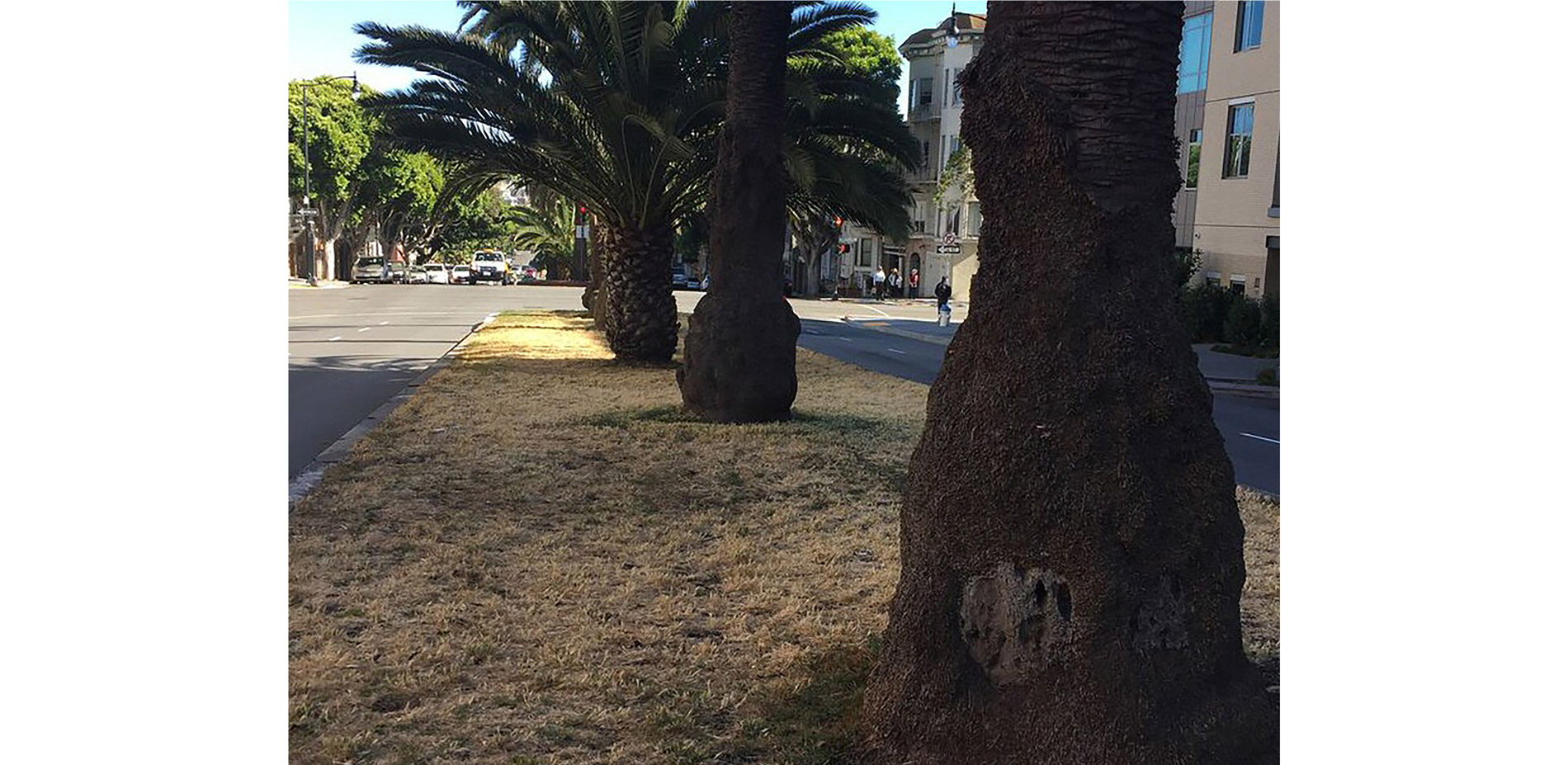 In response to persistent drought in California the Department of Public Works shut off irrigation along the Dolores Street medians. The unsightly dri…