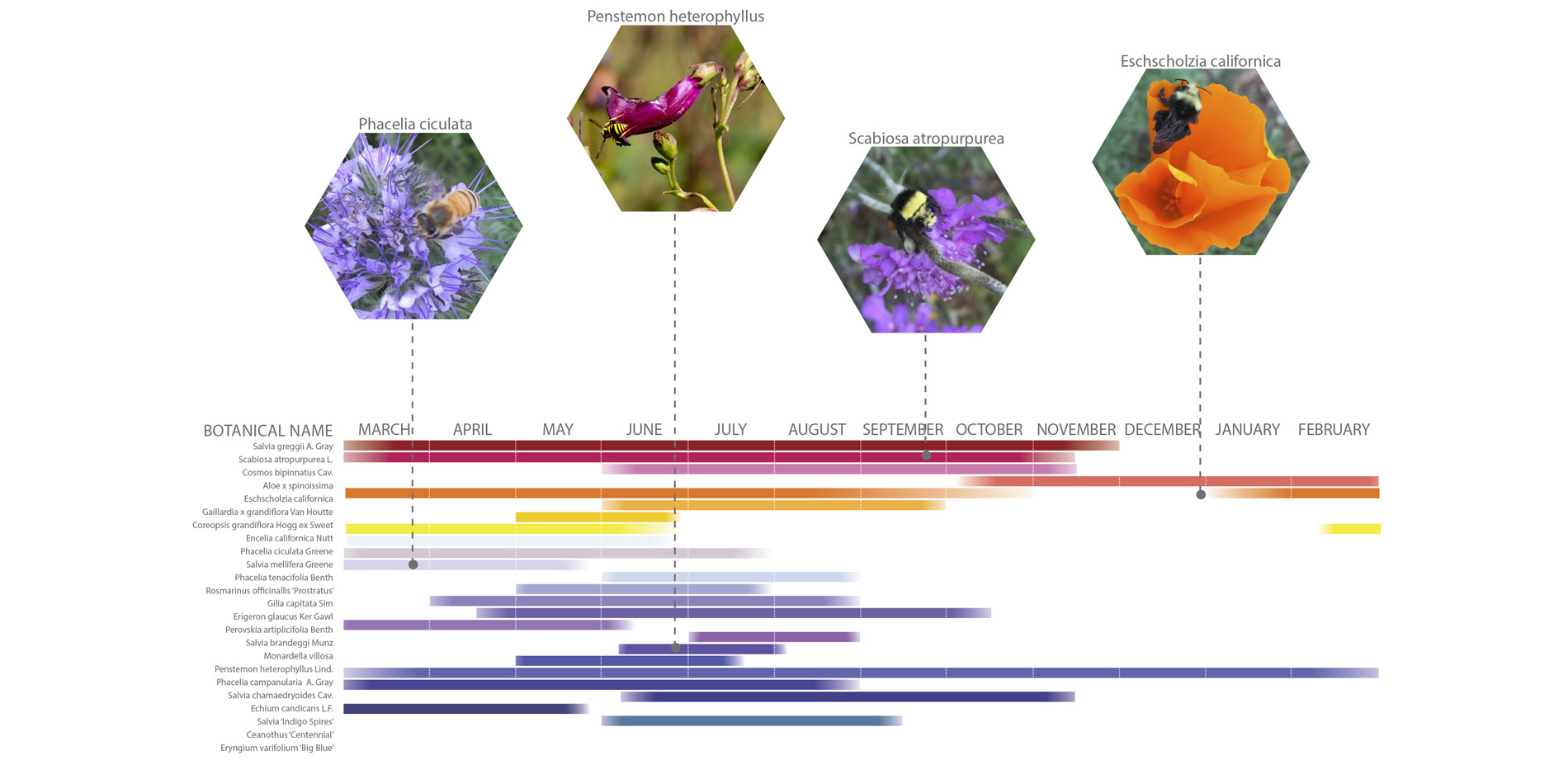 To keep pollinators happy in the garden, year round, we made plant selections based on long, consecutive, bloom periods and assured a variety of bloom…