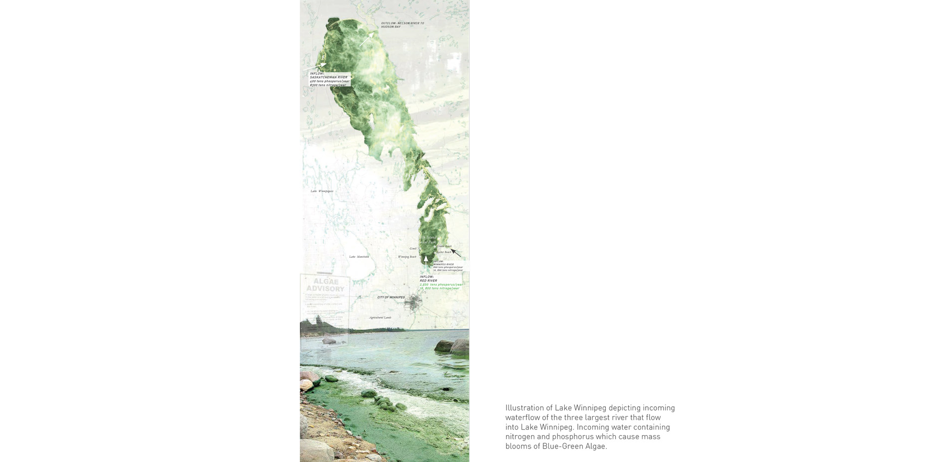 Illustration of Lake Winnipeg depicting incoming waterflow of the three largest river that flow into Lake Winnipeg. Incoming water containing nitrogen…