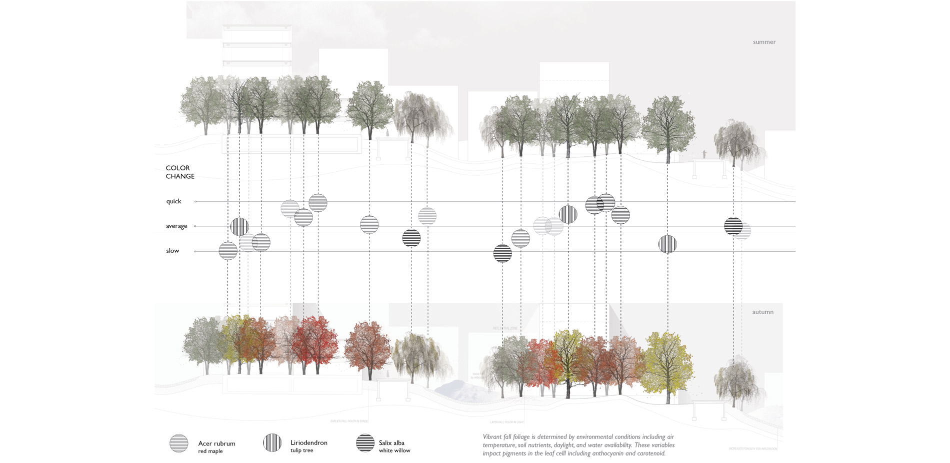 Fall foliage registers microclimates and differentiates thermal qualities. …