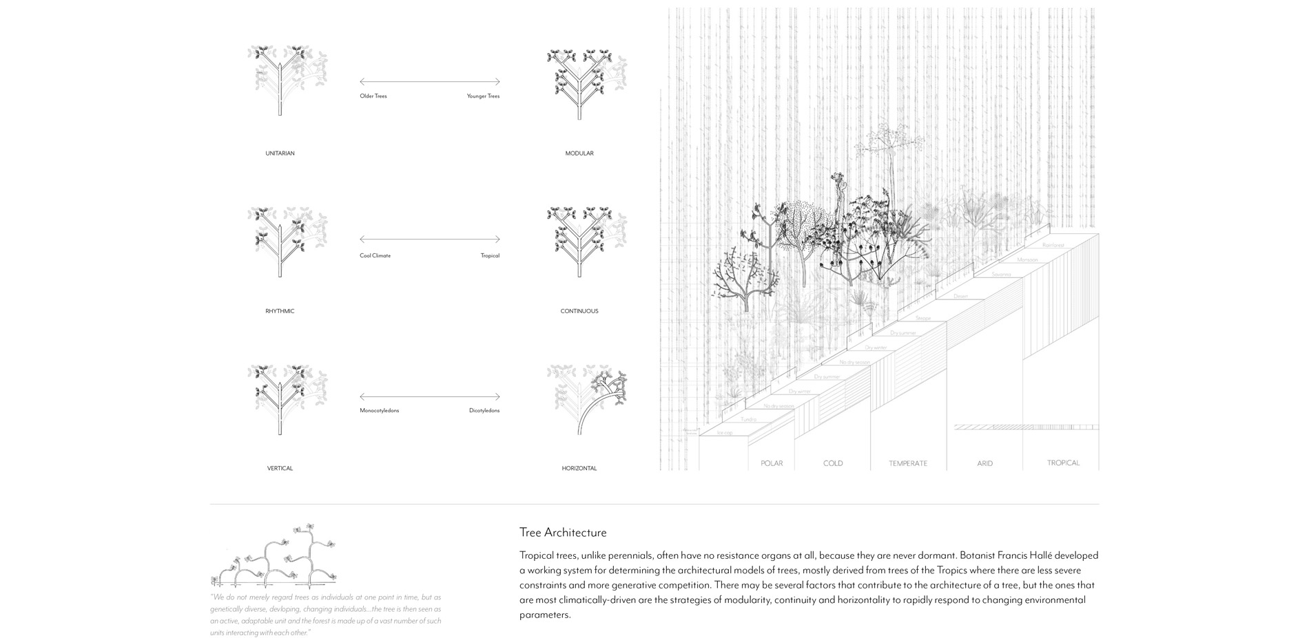 Tree Architecture; Tropical Tree Climates
