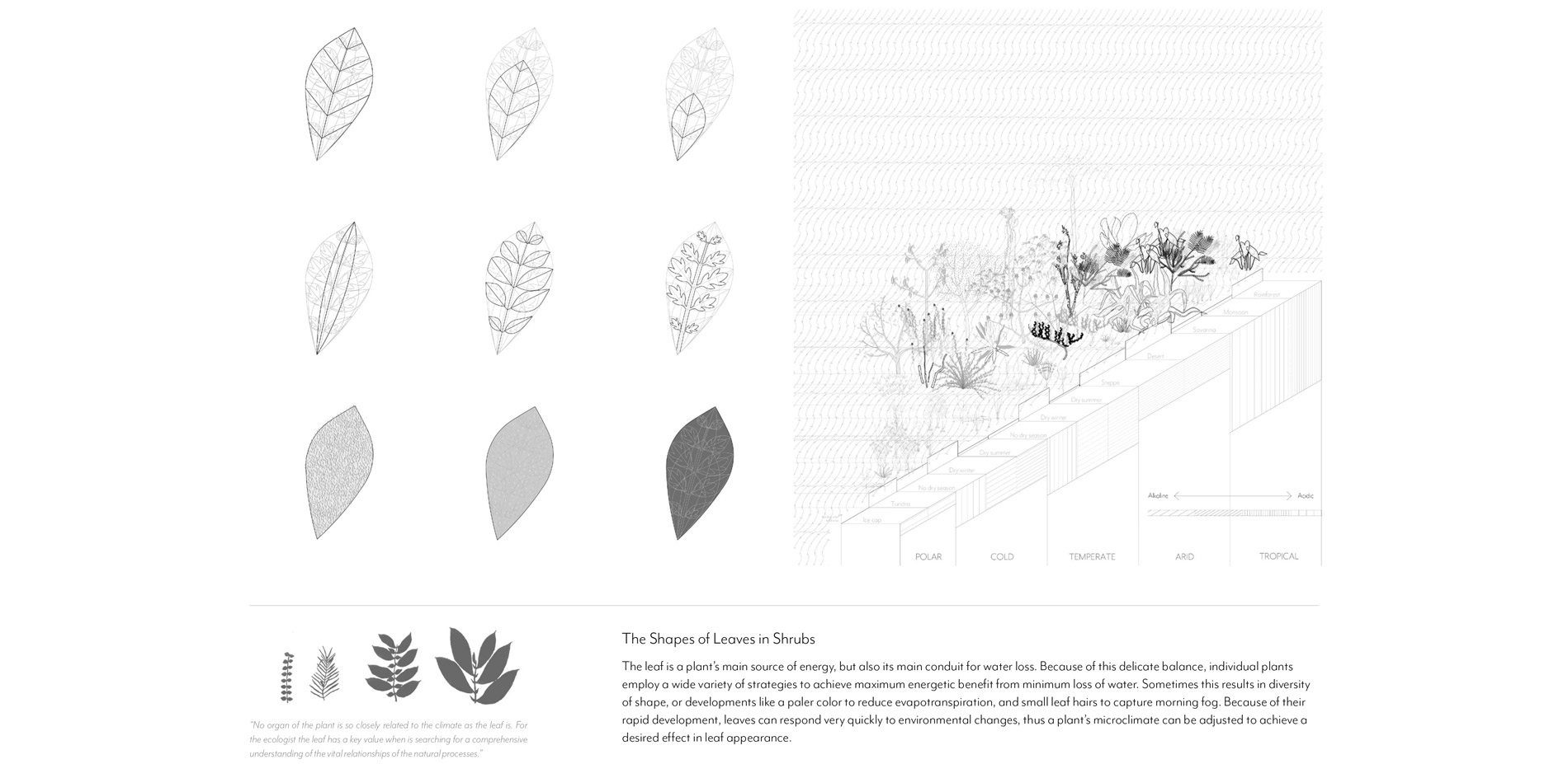 Leaf Adaptations; Leaf Adaptation Climates