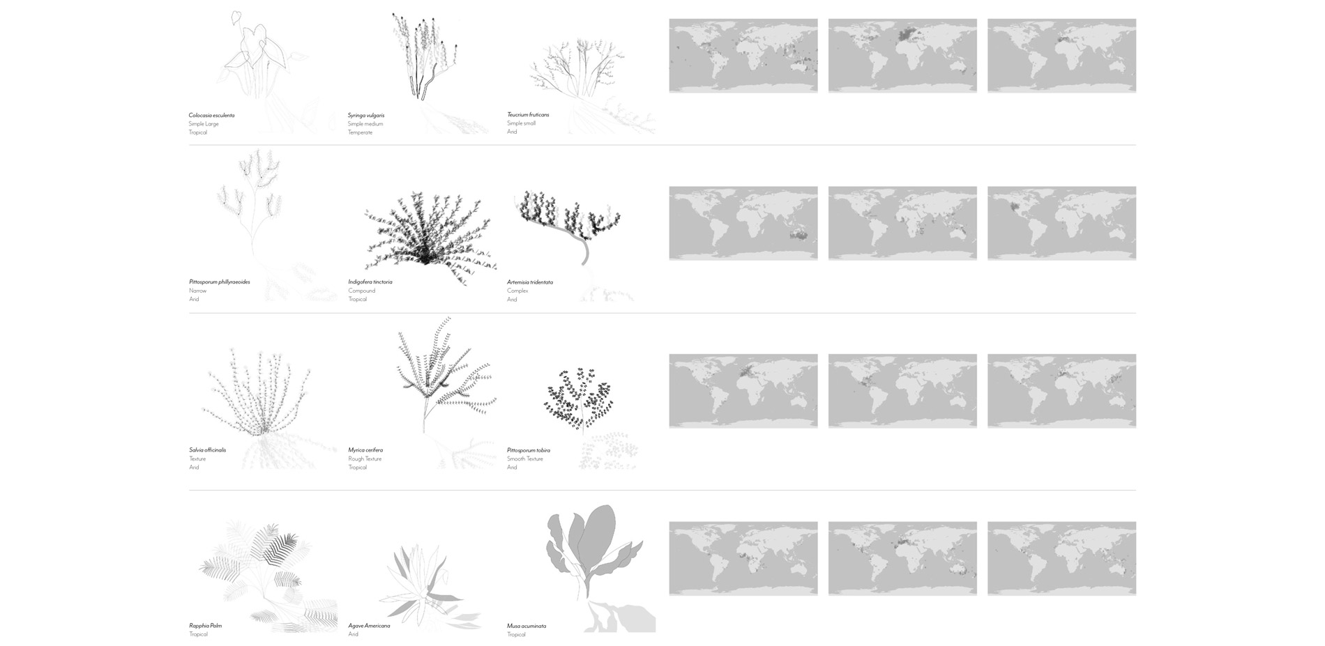 Leaf Shape Examples; Leaf Shape Examples Ranges