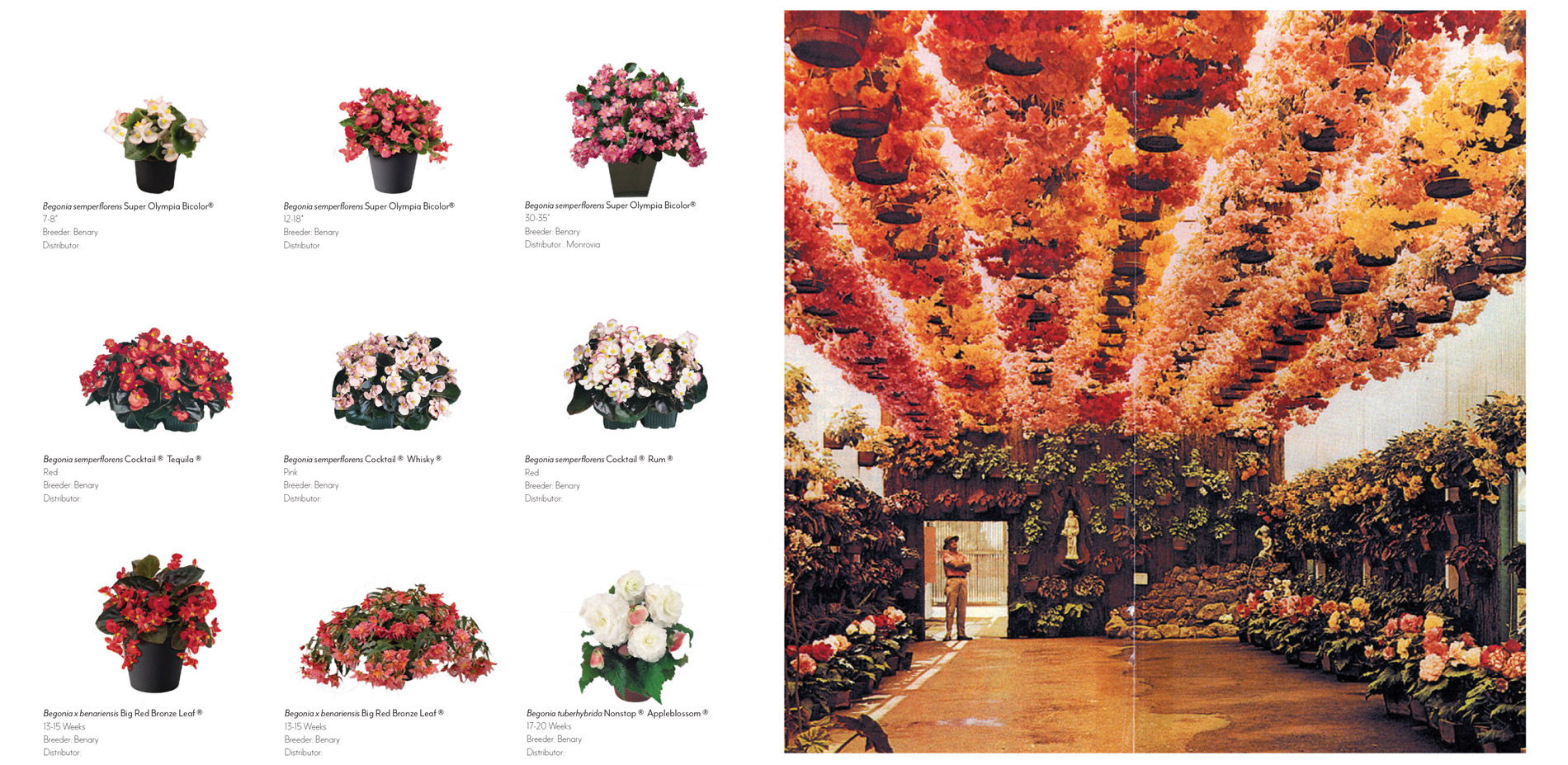 Ornamental Plant Industry; Vetterle's Begonia Cathedral
