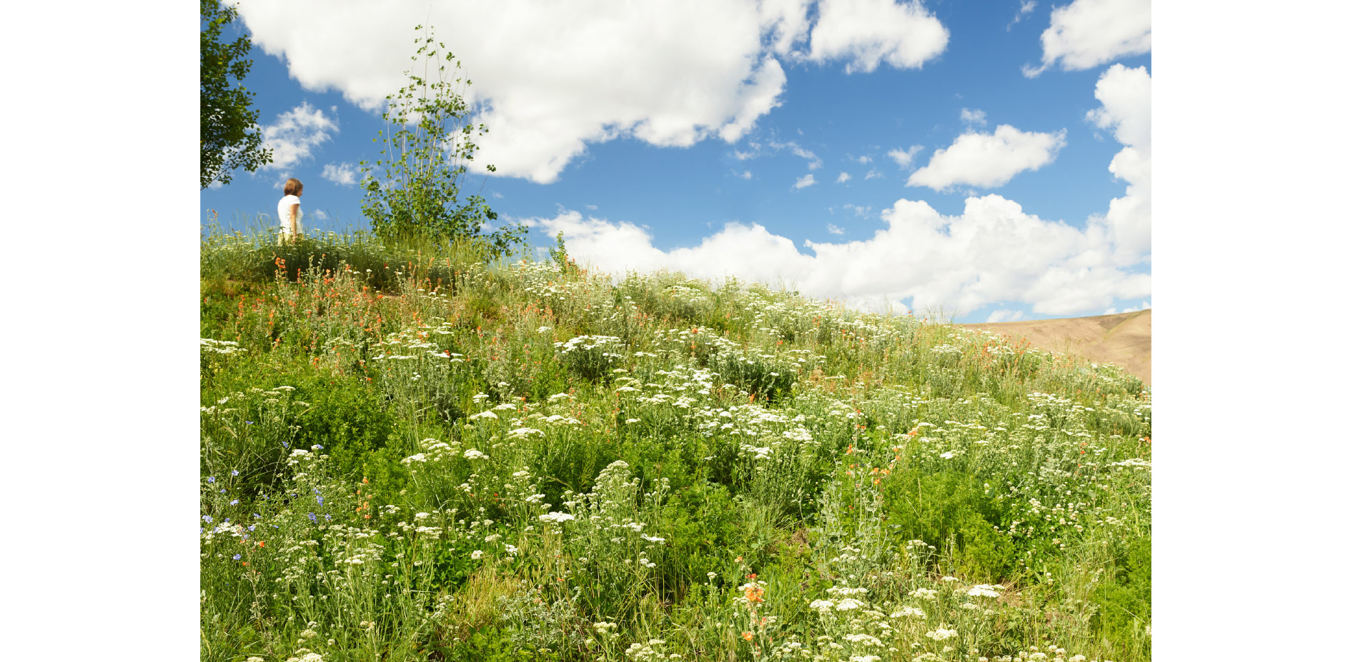 Planting for Climate