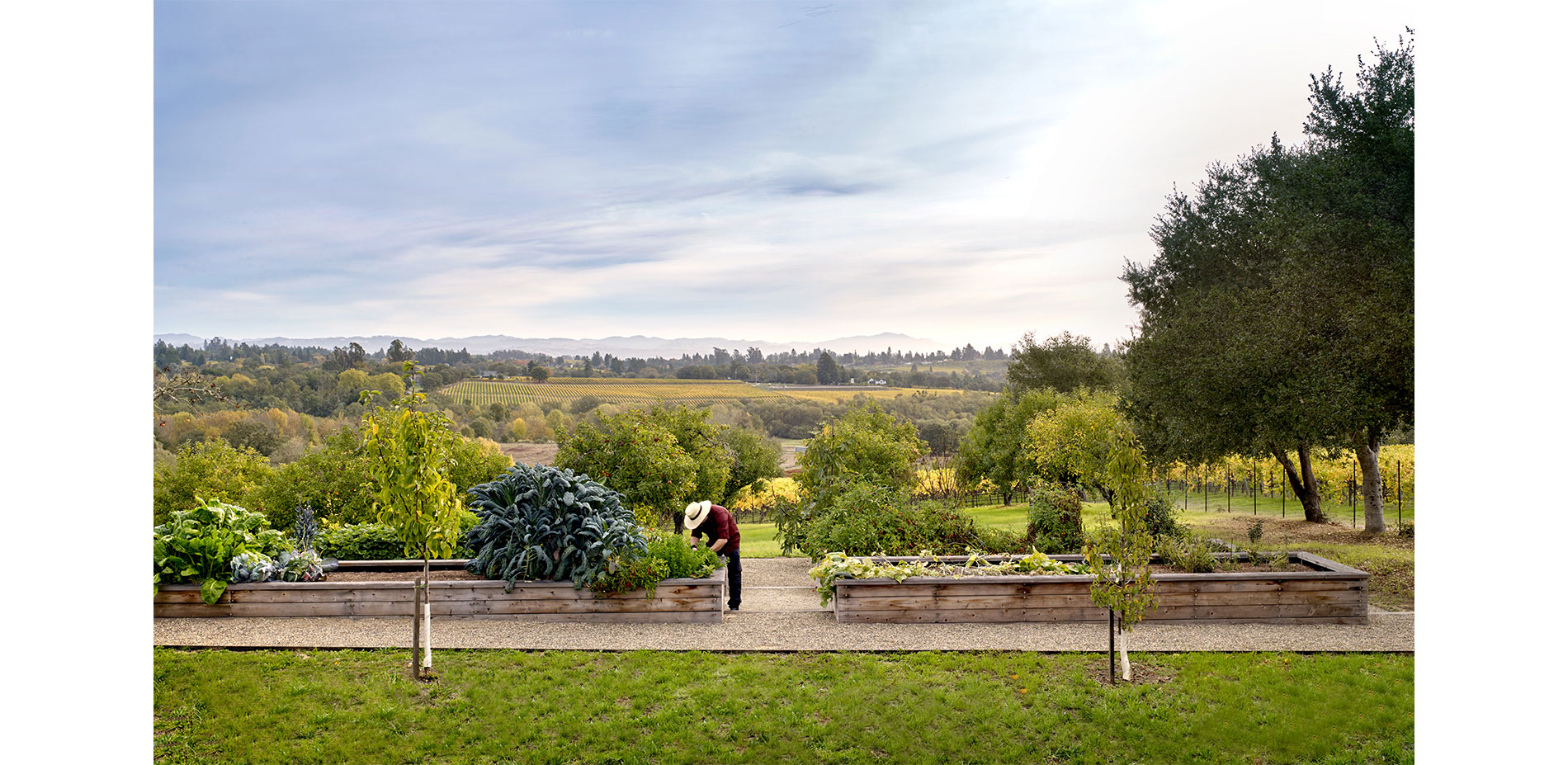 Restored apple orchard