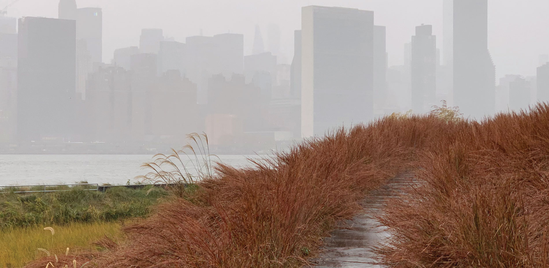 Little Bluestem and the City