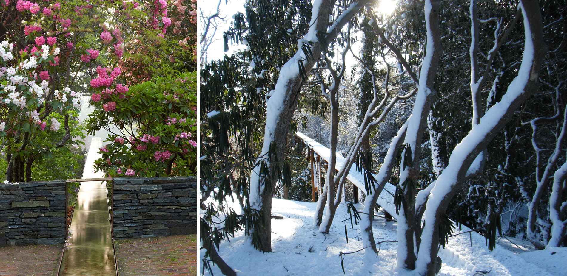 Preserved Iconic Rhododendron