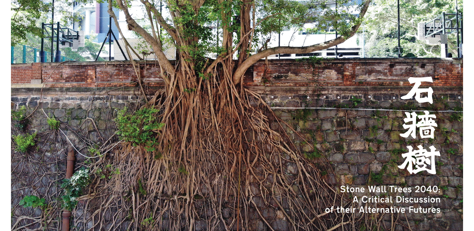 Stone Wall Trees 2040