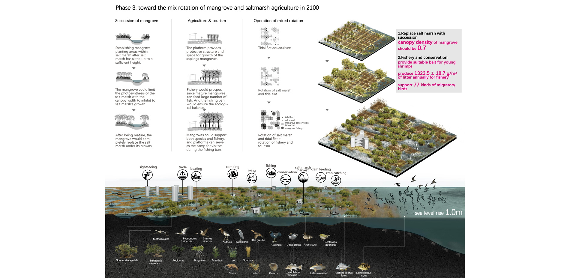 Toward the mix rotation of mangrove and saltmarsh agriculture in 2100