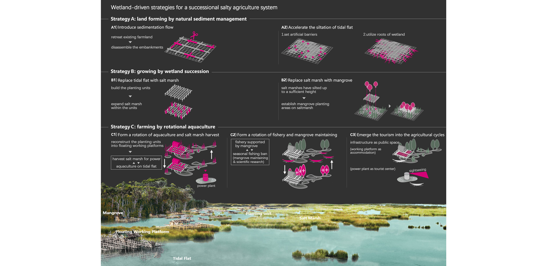 Wetland-driven strategies for a successional salty agriculture system