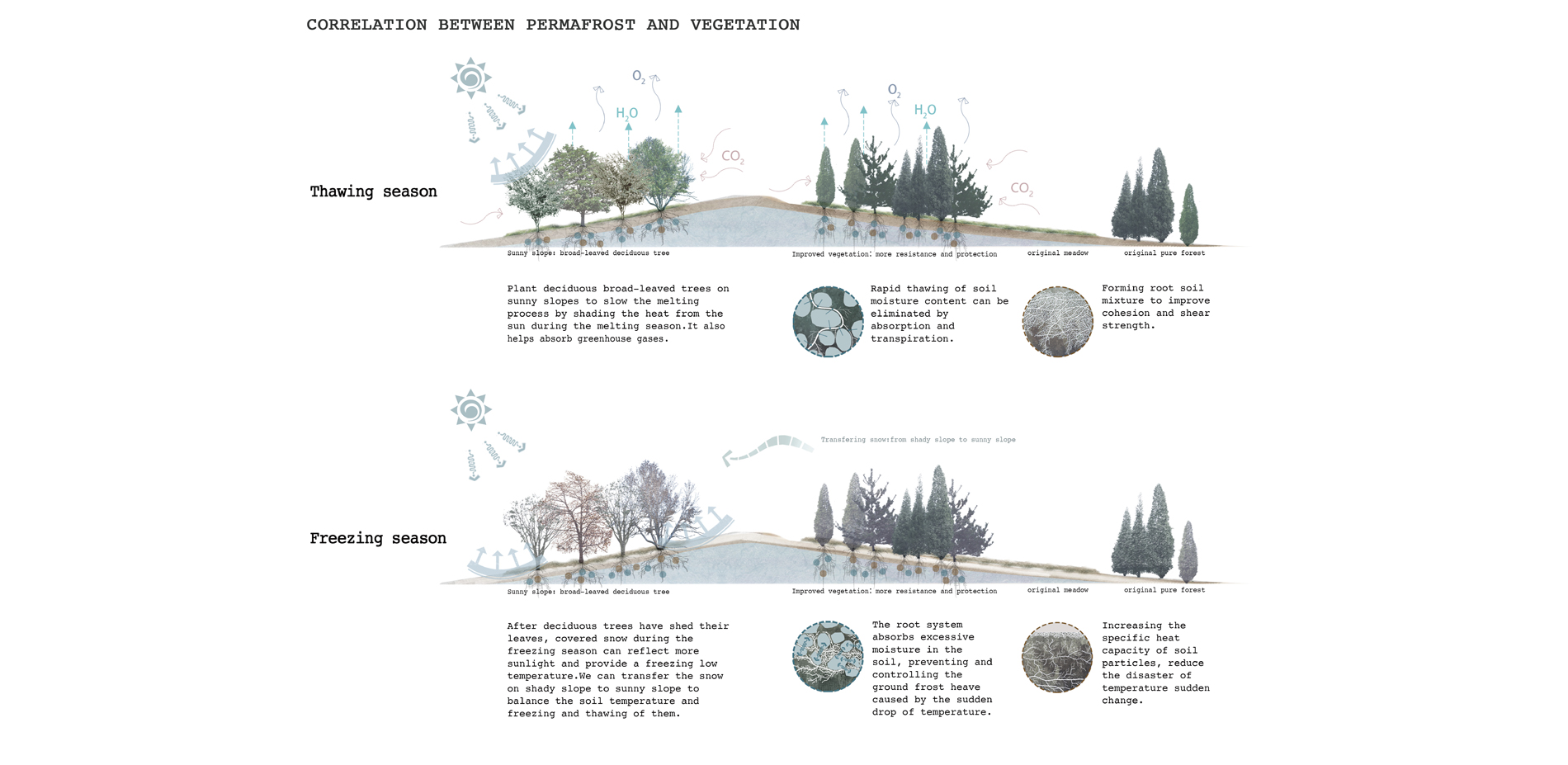 Correlation between Permafrost and Vegetation