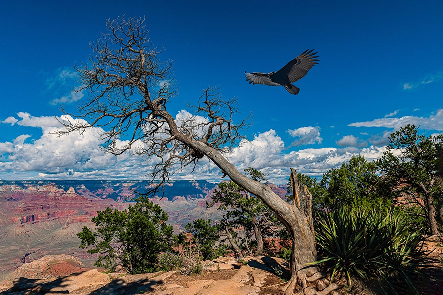 Condor_page