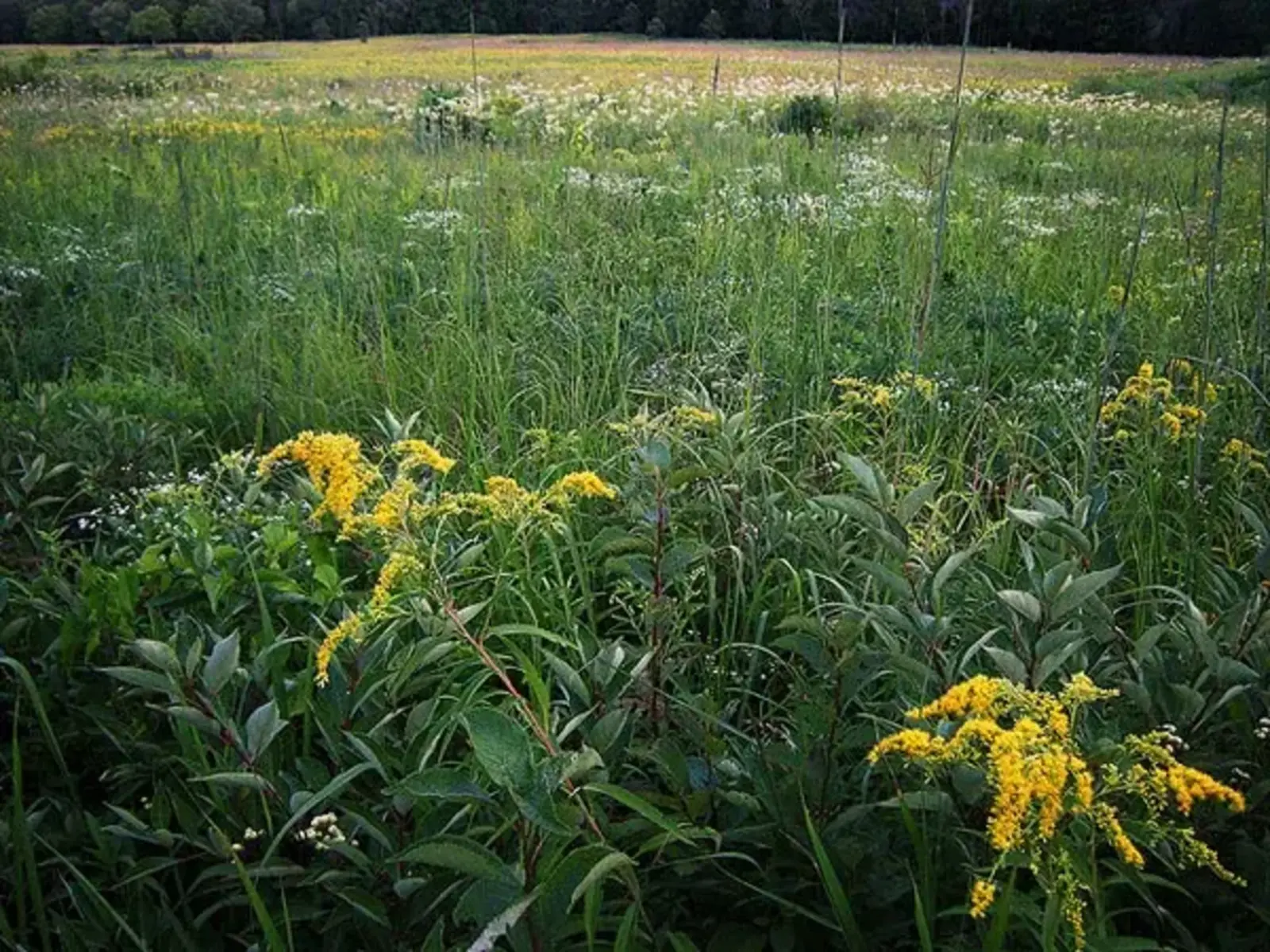Curtis Prairie. Image credit: Madison Guy / Flickr