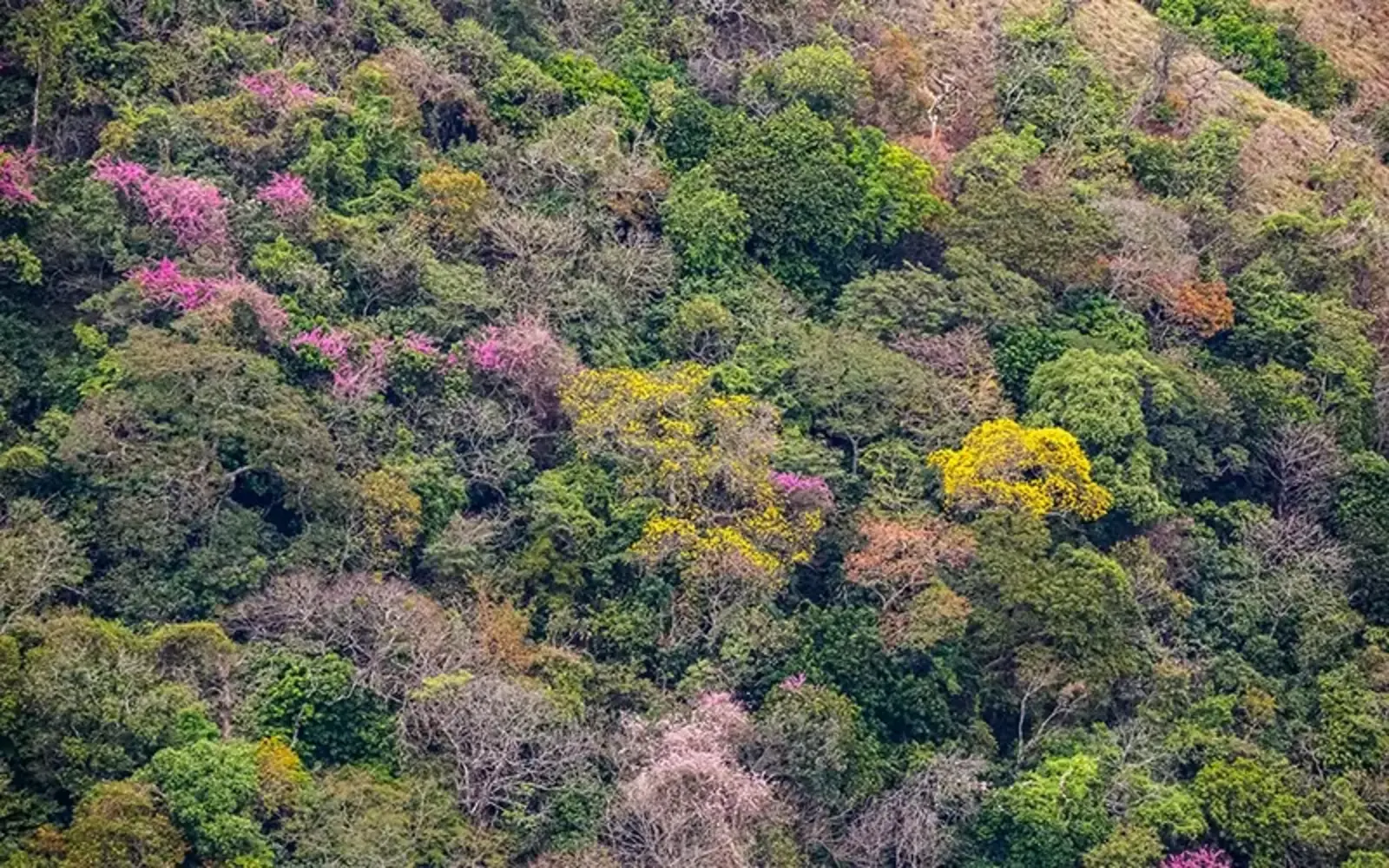 Ipe trees bloom in yellow and pink in the Brazilian rainforest / iStockPhoto.com