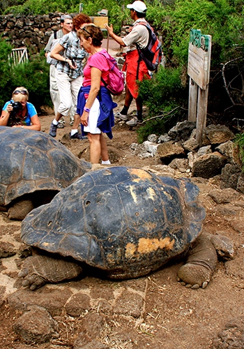 Visitors to the Galapagos Islands view the endangered Galapagos tortoise, one of the biggest tortoises in the world / GalapagosIslands.com