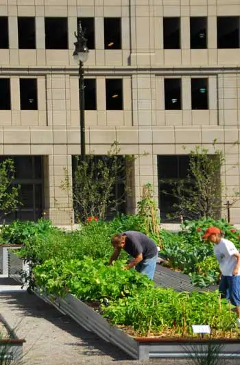 ASLA 2012 Professional General Design Honor Award. Lafayette Greens: Urban Agriculture, Urban Fabric, Urban Sustainability, Detroit, Michigan, Kenneth Weikal Landscape Architecture / Beth Hagenbuch