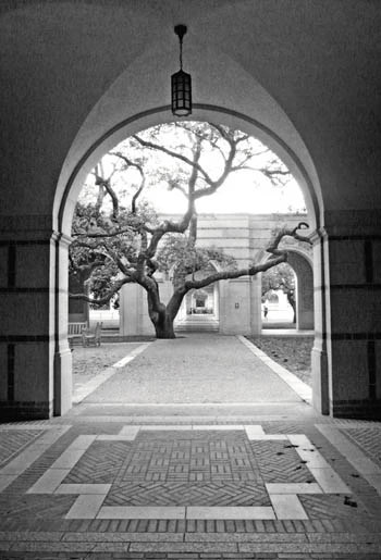 A Tree Campus, Rice University / Carol Ciarniello