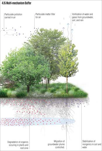 Examples of phyto benefits of trees / Offshoots Productive Landscapes