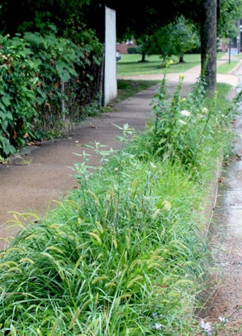 Hell strip in Arlington, VA / A Way to Garden.com