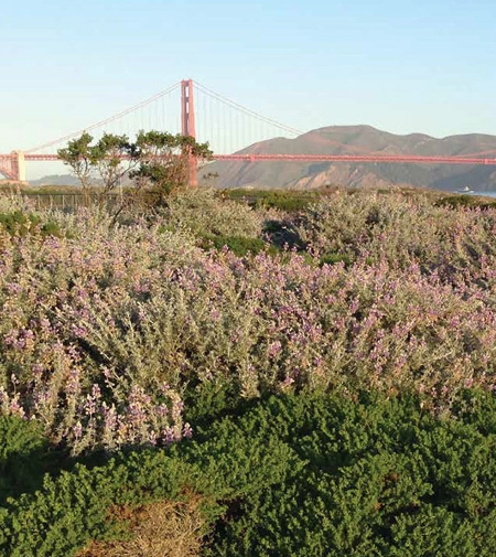 Crissy Field, San Francisco / 