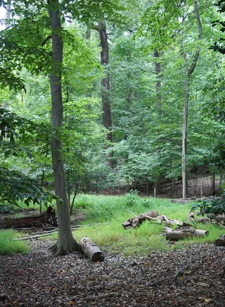 Fallen trees / Jared Green 