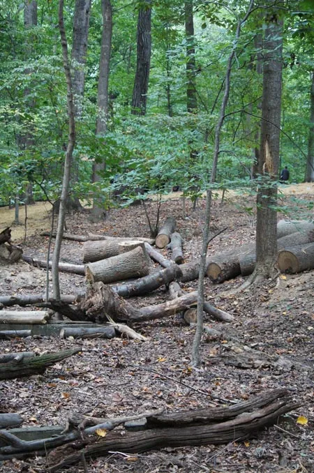 Fallen trees / Jared Green 