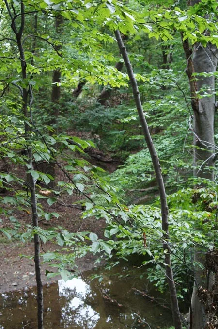 Restored stream / Jared Green